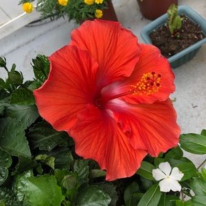 Meet your Posher, Aman